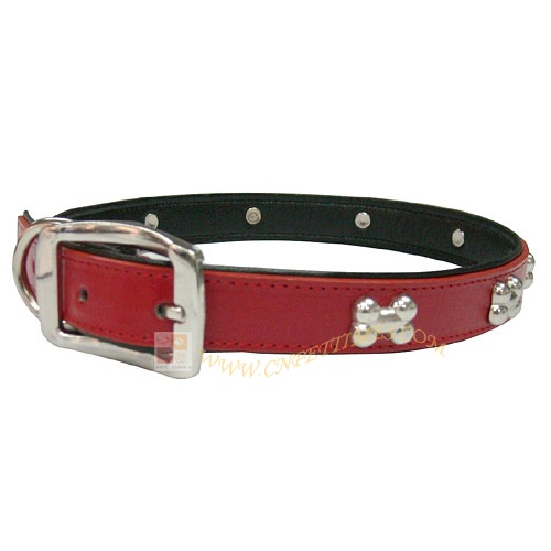 leather collar and leash