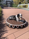 Brown Large Size Dog Bed